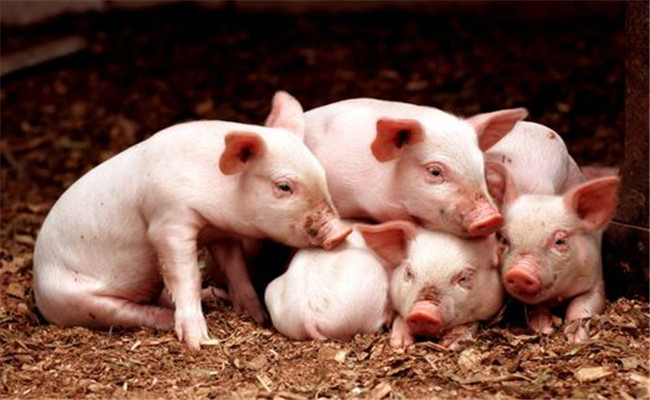 维生素A不足对猪的影响及解决办法