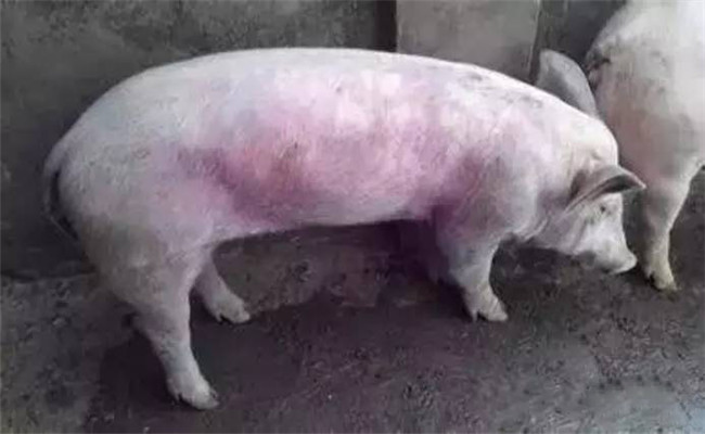 猪常用饲料、药物中毒救治方法