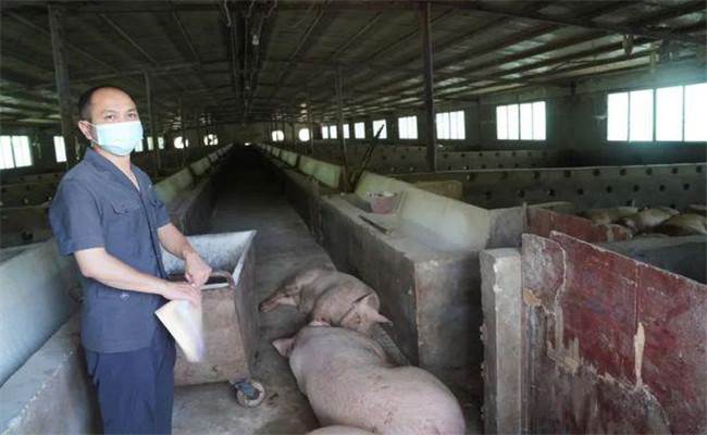 猪快速育肥需要哪些环境条件