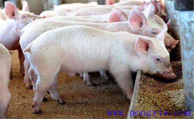 无公害生猪生产对兽医防疫的要求
