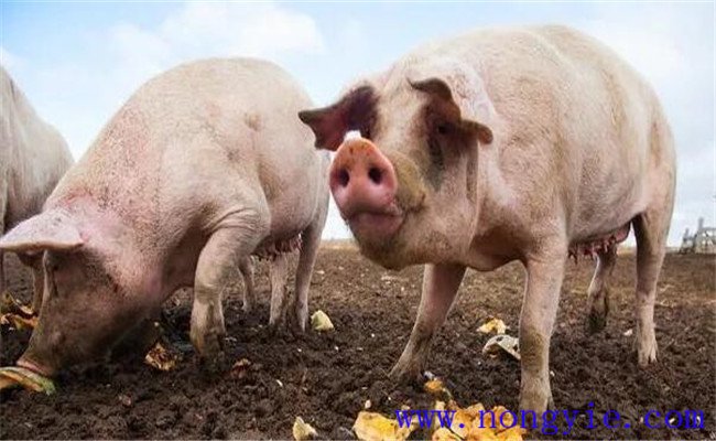 种猪的饲养管理需注意的几点