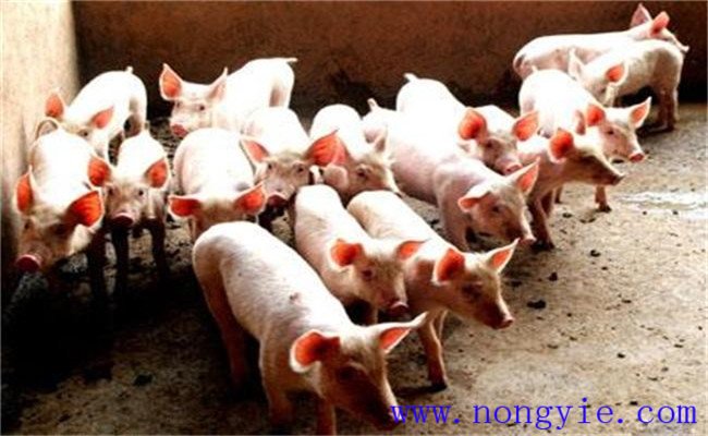 初春如何提高生猪的抗病能力