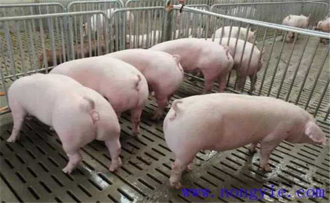 如何搞好母猪夏季饲养管理与疾病预防
