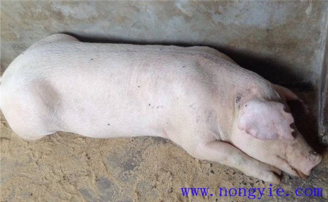母猪产前产后瘫痪原因是什么