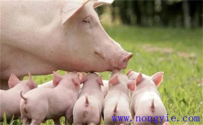 母猪产后缺乳的防治对策