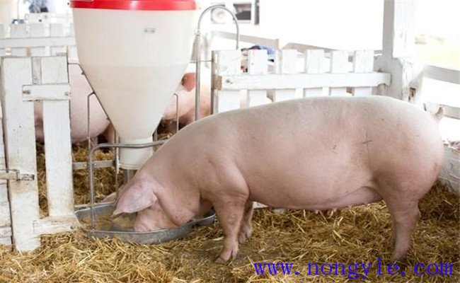 怎样养好母猪，让母猪能生出更多的仔猪
