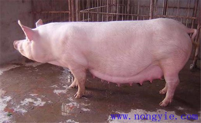 母猪怀孕前期饲料配方