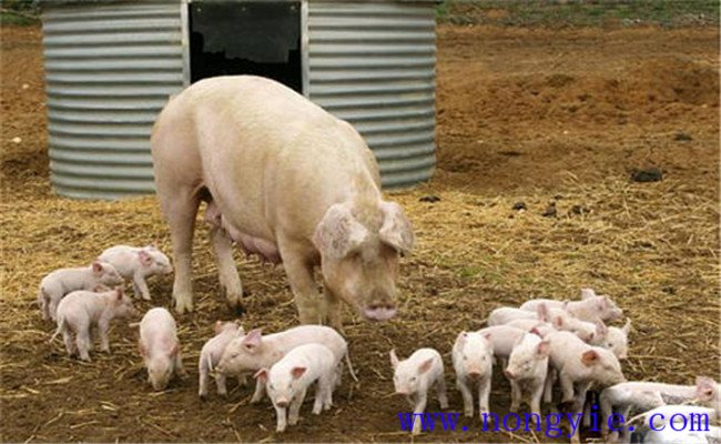 分娩后的母猪如何饲养管理