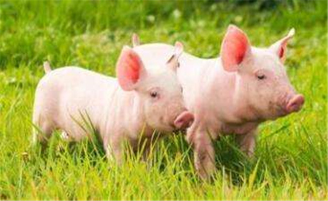 仔猪的生长发育及生理特点
