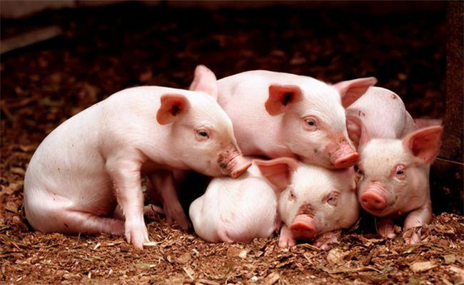 仔猪为什么需要蛋白质营养