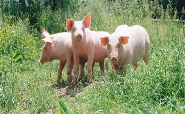 春季猪常发病有哪些，如何防治效果好