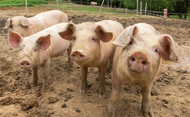 猪高热病都需要免疫什么病种