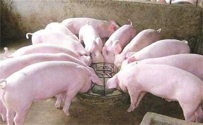 生猪高热病对消毒环节有什么具体要求