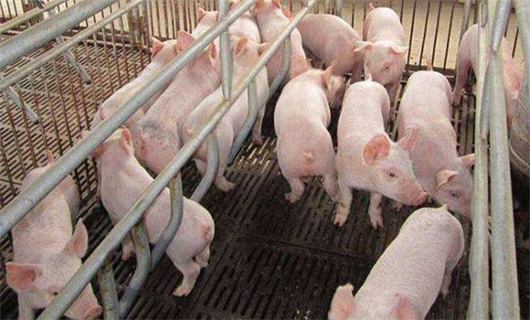 猪瘟怎么治疗 猪场发生猪瘟疫情后的对策