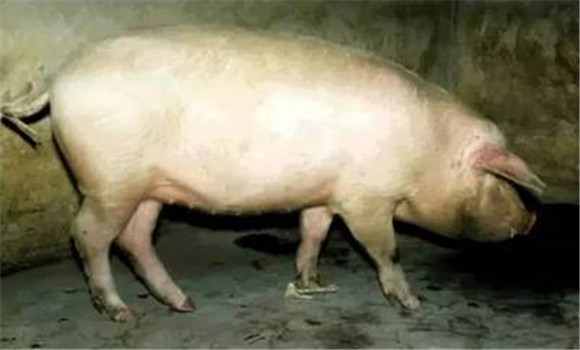 猪布氏杆菌病的病理变化