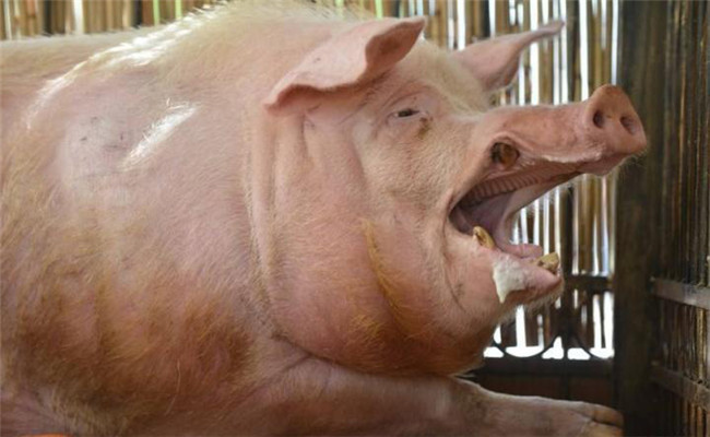 猪流行性感冒继发猪副嗜血杆菌病的治疗