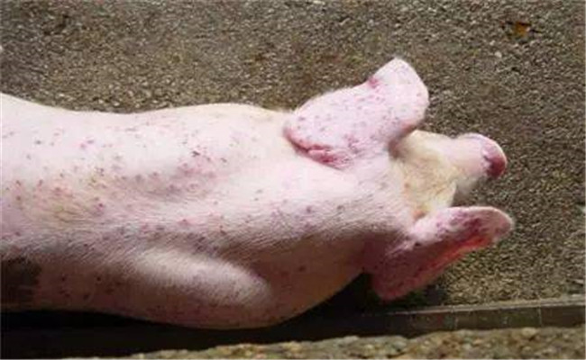 猪附红细胞体病的综合防治技术要点