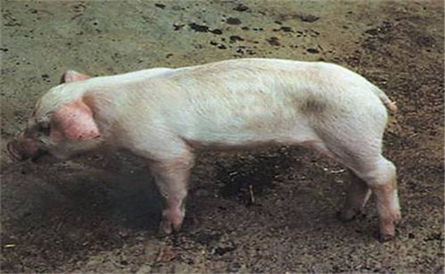 猪副嗜血杆菌病的临床症状、诊断与治疗方法