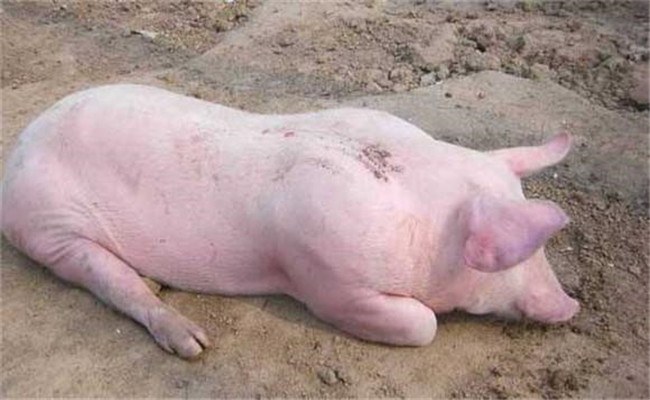 猪传染性胸膜肺炎的临床症状