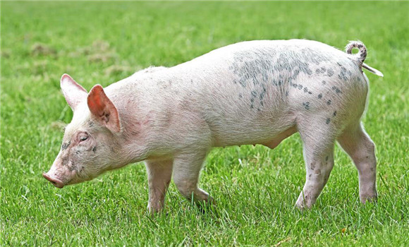 猪疥癣病的典型症状