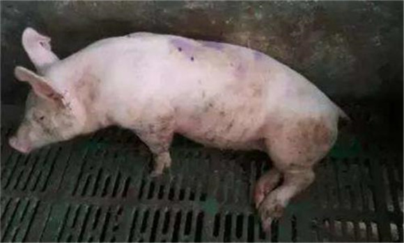 猪链球菌病的主要表现有几种类型
