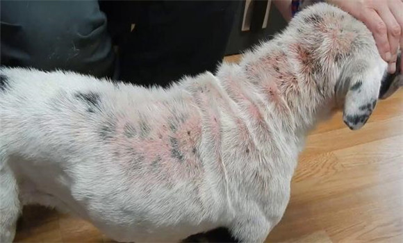 犬不同种类皮肤病的诊断与防治