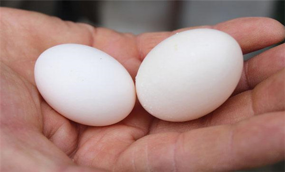 人工孵鸽子蛋温度多少