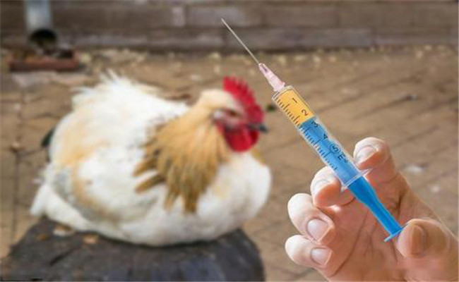 家禽磺胺药中毒的症状表现及中毒后怎么办