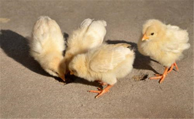 雏禽缺氧的主要原因是什么