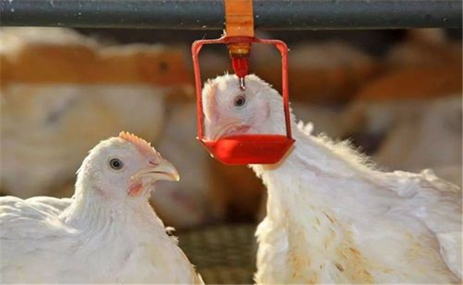 怎样正确稀释与使用禽用疫苗
