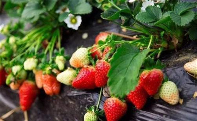 草莓挂果到成熟需要多少天