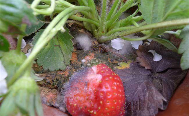 草莓断头病是什么原因