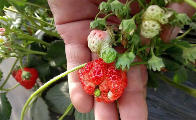 什么是草莓畸形果