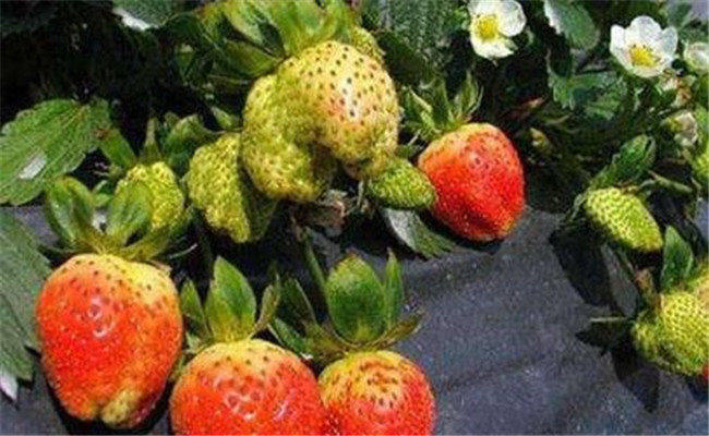 草莓畸形果是什么原因造成的