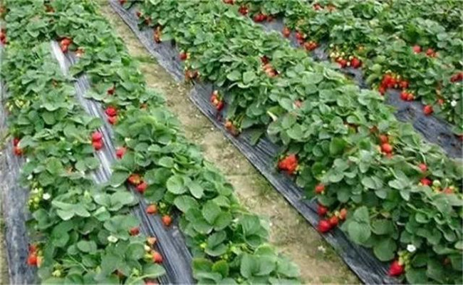 露天草莓的种植与管理