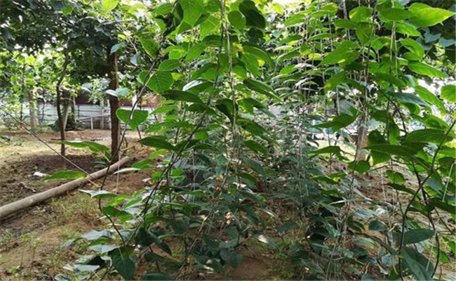 软枣猕猴桃的种植条件