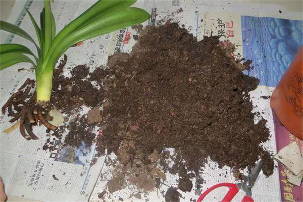 多菌灵土壤消毒方法