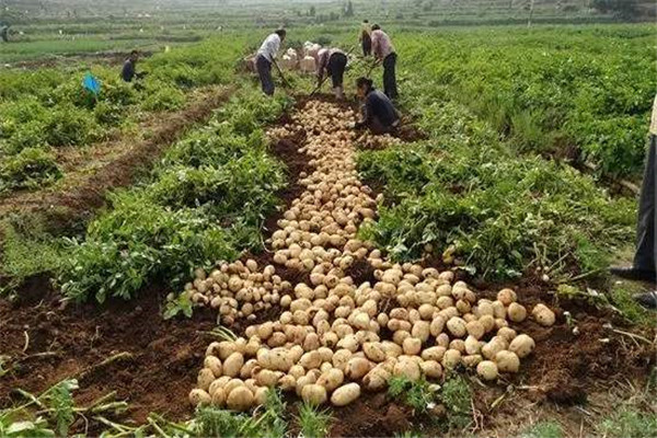 土豆产量亩产量多少