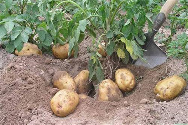 如何提高土豆的产量