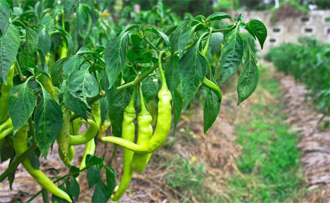 种植辣椒如何施基肥