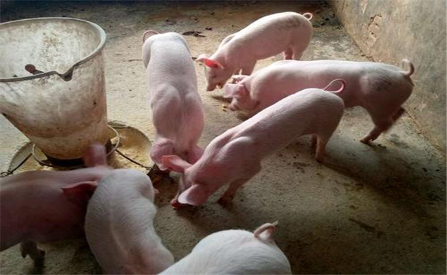 保育猪的饲养管理要点