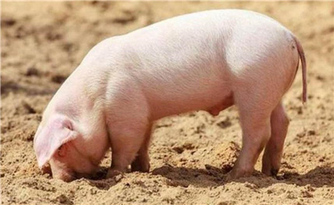 保育猪的生理特点