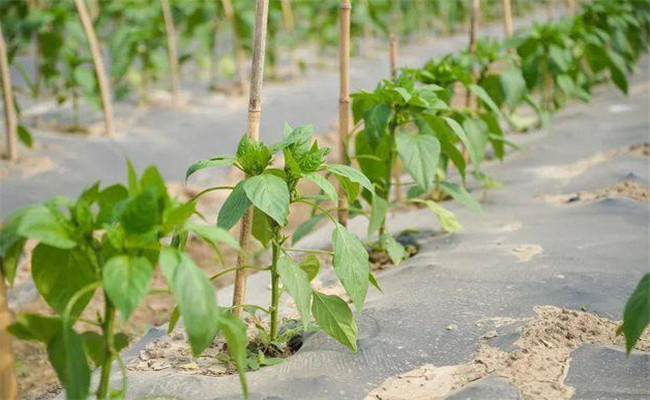 甜椒栽培与管理技术