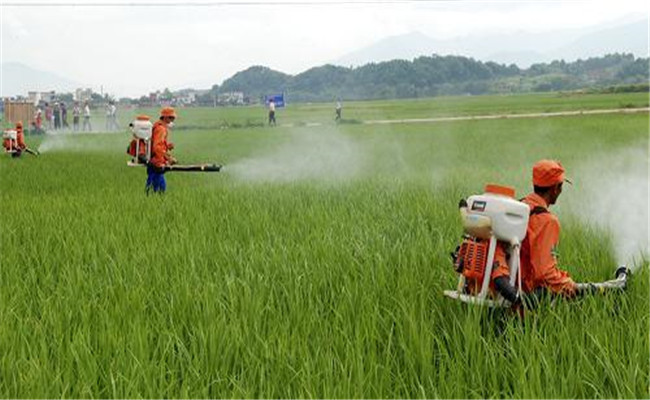 水稻钻心虫用什么农药比较特效