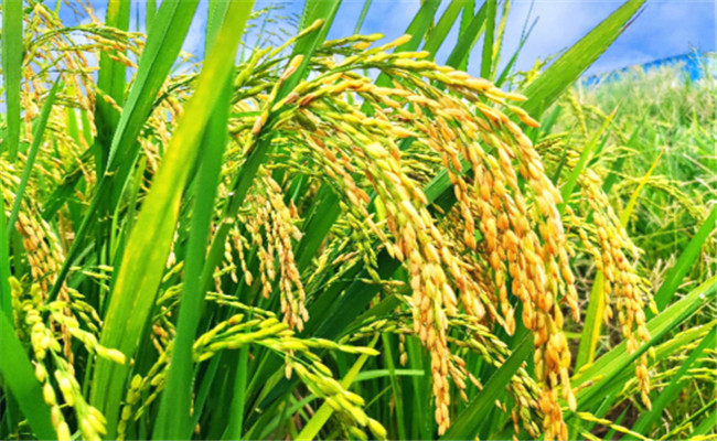 杂交水稻比普通水稻产量高多少