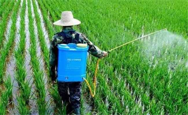 水稻如何用化学除草