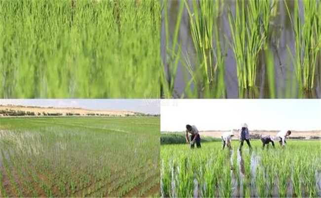 怎样判断水稻是否发生除草剂药害