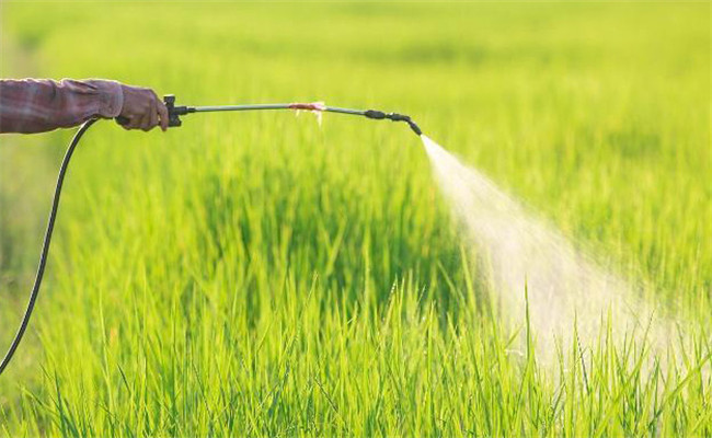 水稻发生除草剂药害的补救措施
