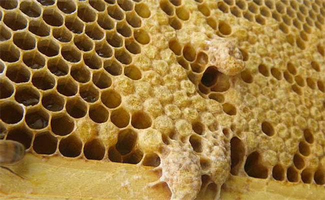 蜜蜂急造王台的先决条件