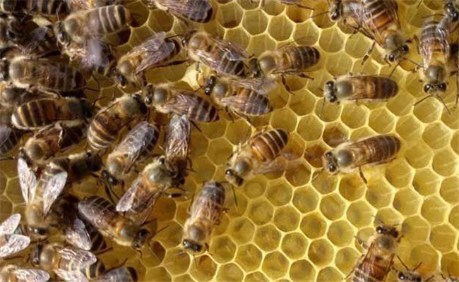 蜜蜂太少如何快速繁殖